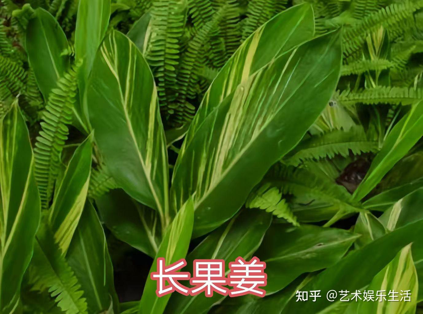 姜科的19种代表植物 - 知乎