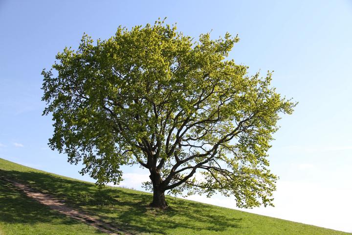 overleaf写作如何输入中文 知乎