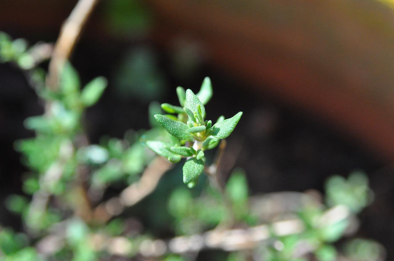 4. 耐寒菖蒲推荐