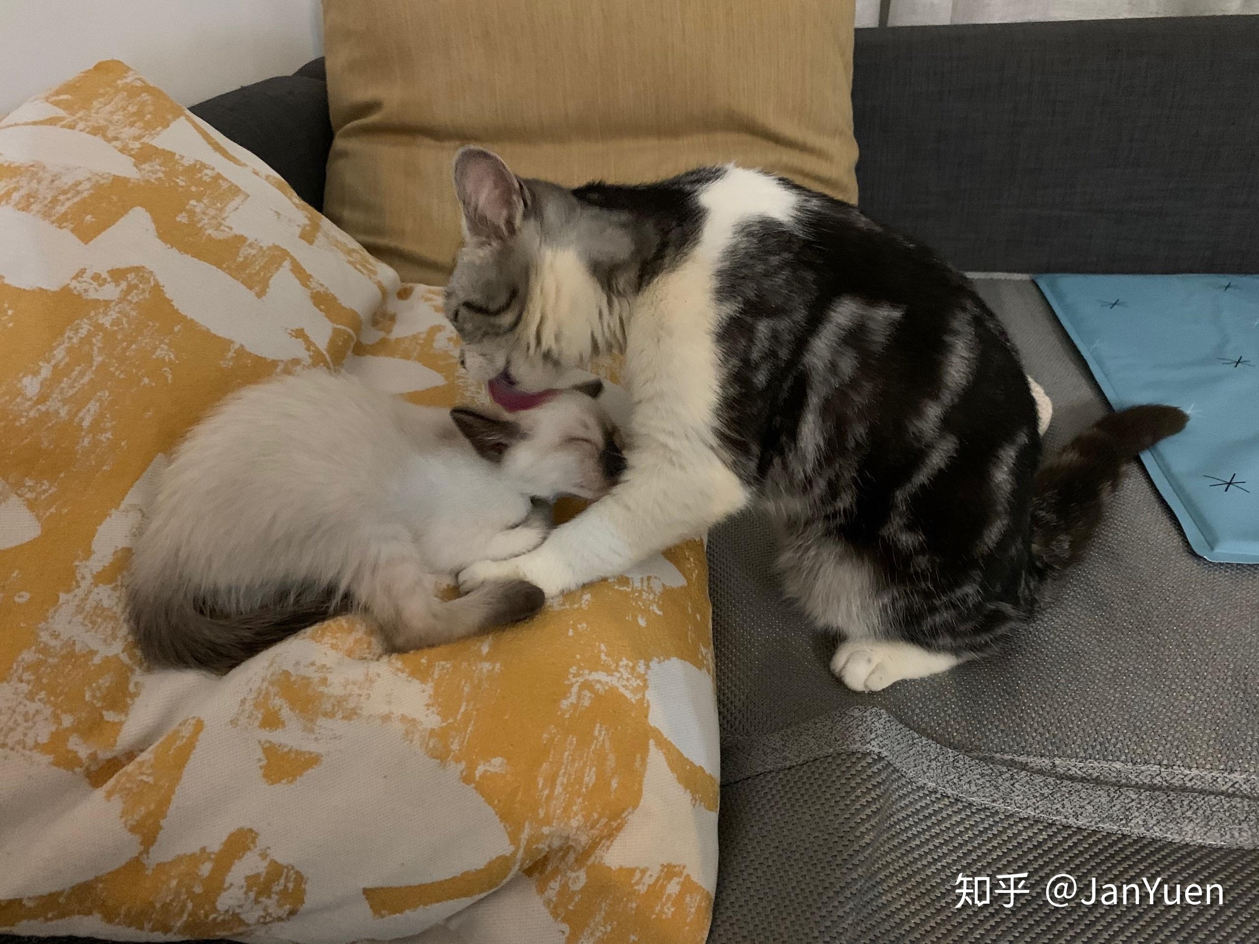 蓝猫怎么喂养呢?我是个新手求有经验的铲屎官们～?