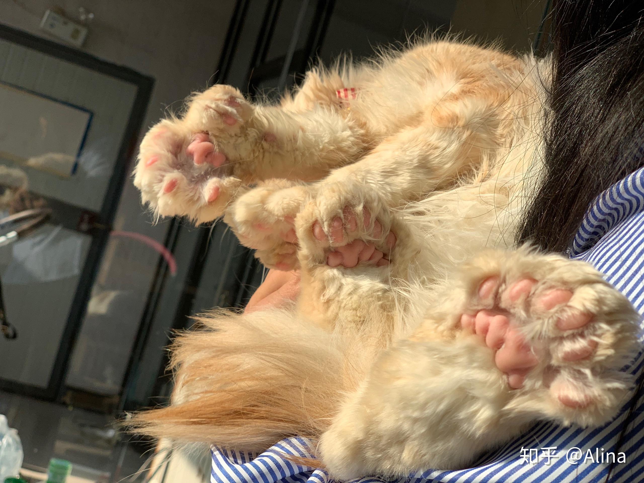 我家的缅因猫有大脚多趾的吗