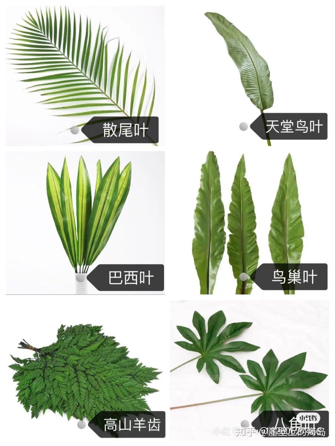 花艺设计和插花中有哪些常见的配叶