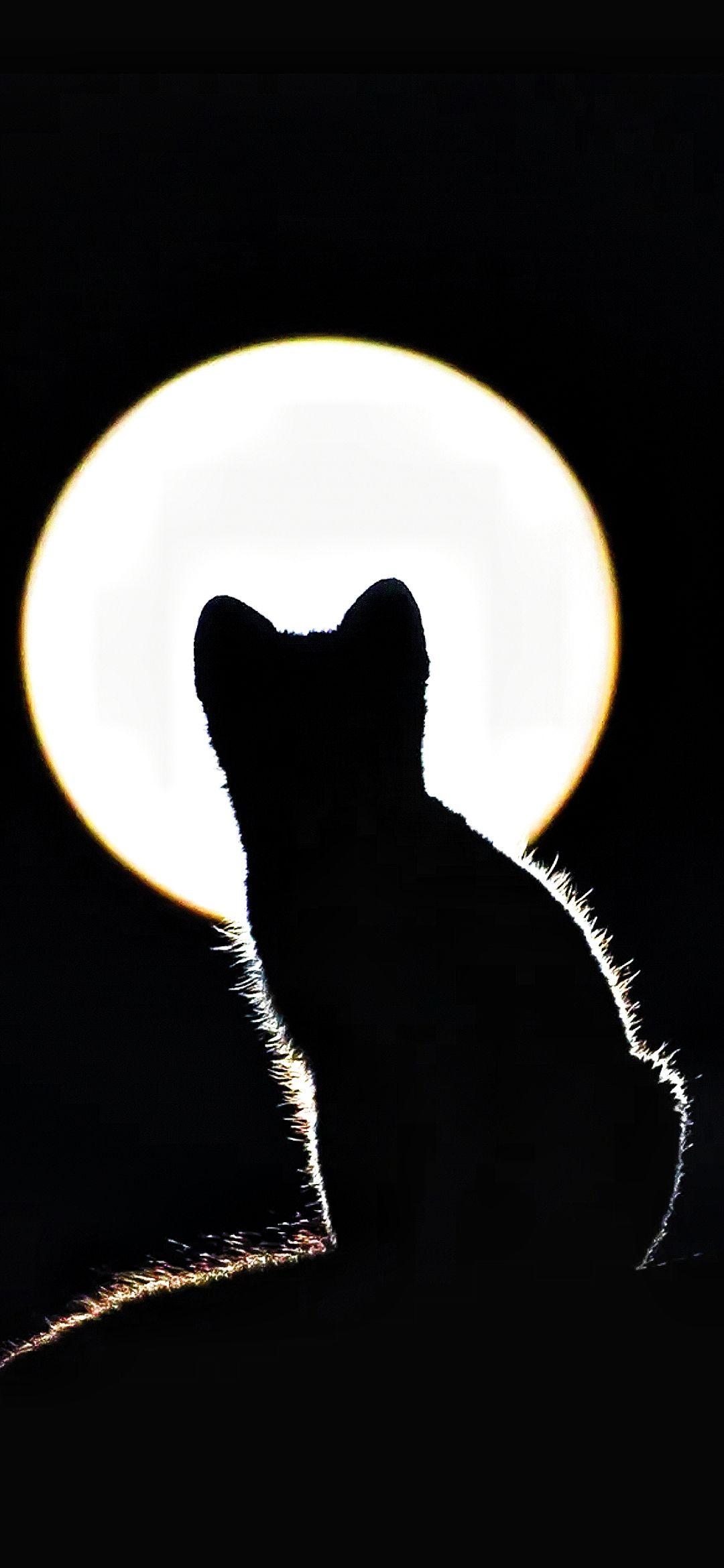 有没有月亮与猫同屏的壁纸(无水印)? - 知乎