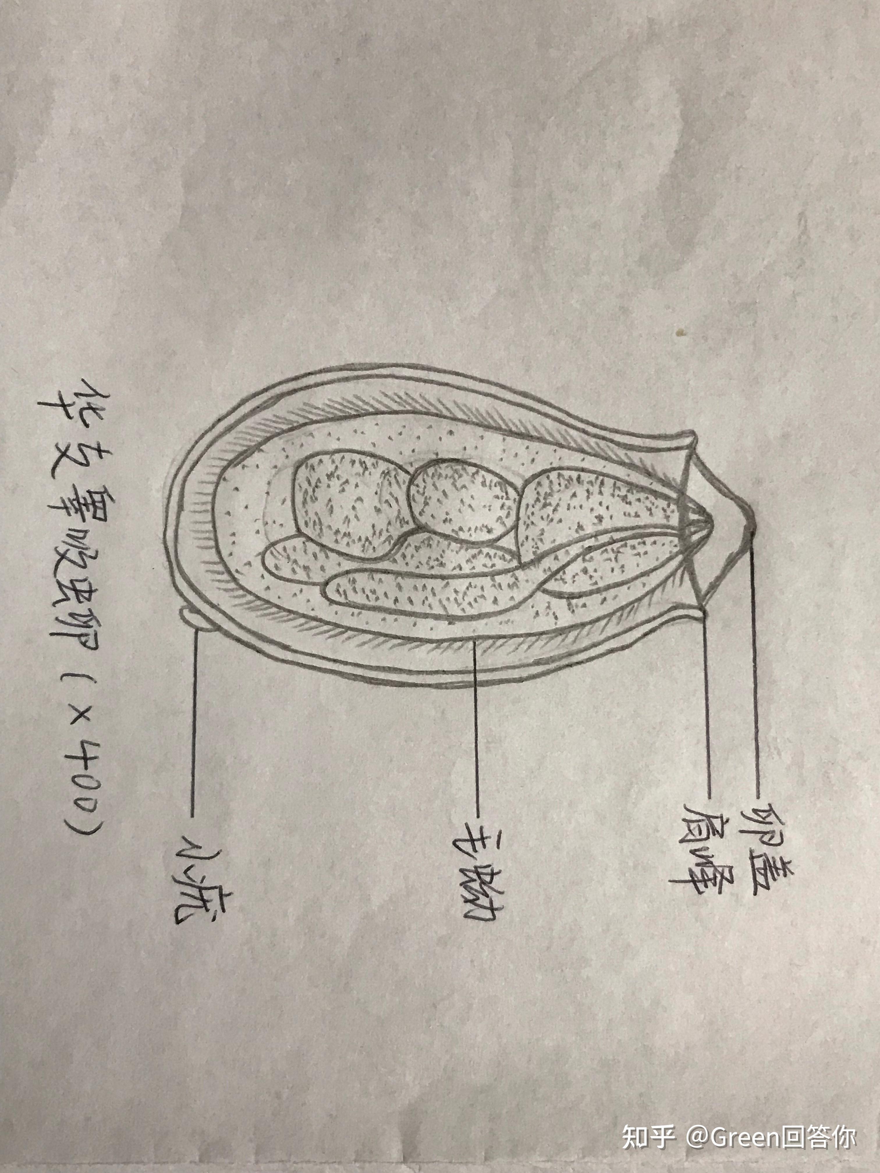 寄生虫手绘图 知乎 