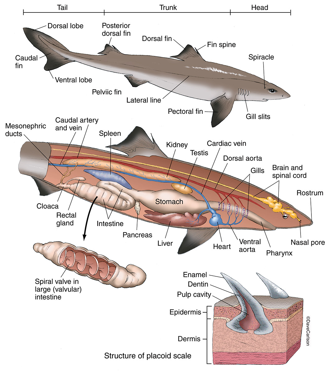 鲨鱼器官结构图图片