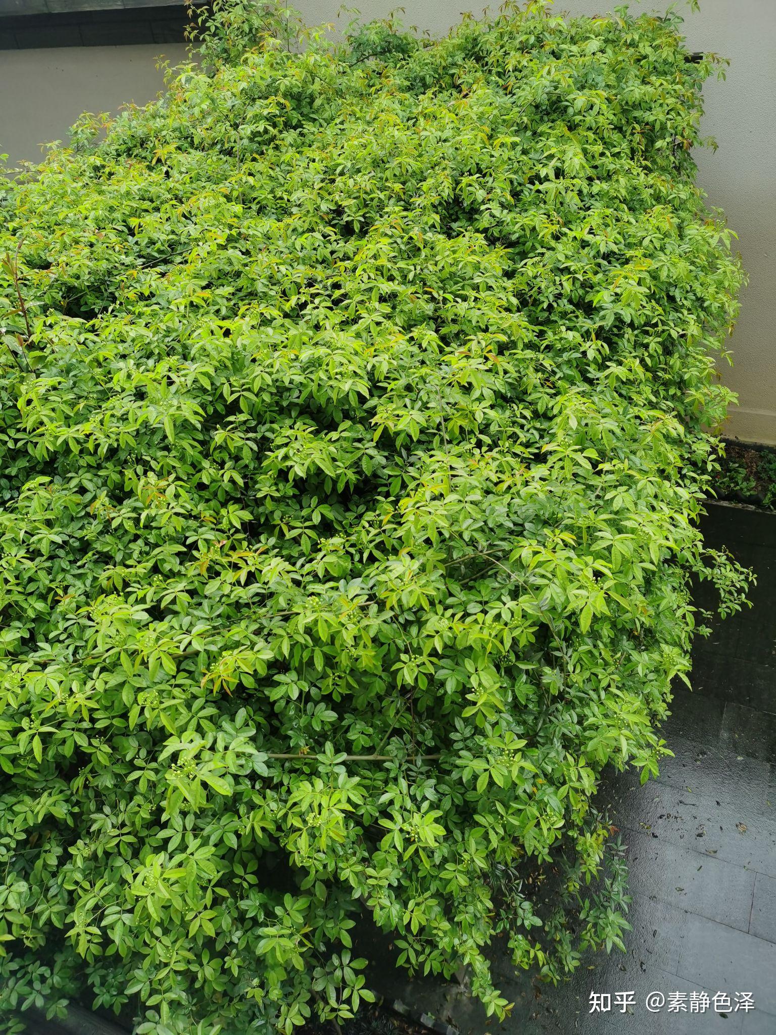 木香花可以垂下去长吗