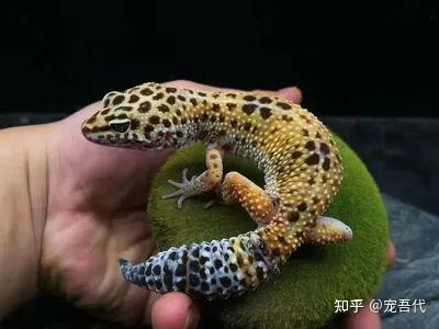 “异宠”赛道的冰火两重天 - 知乎