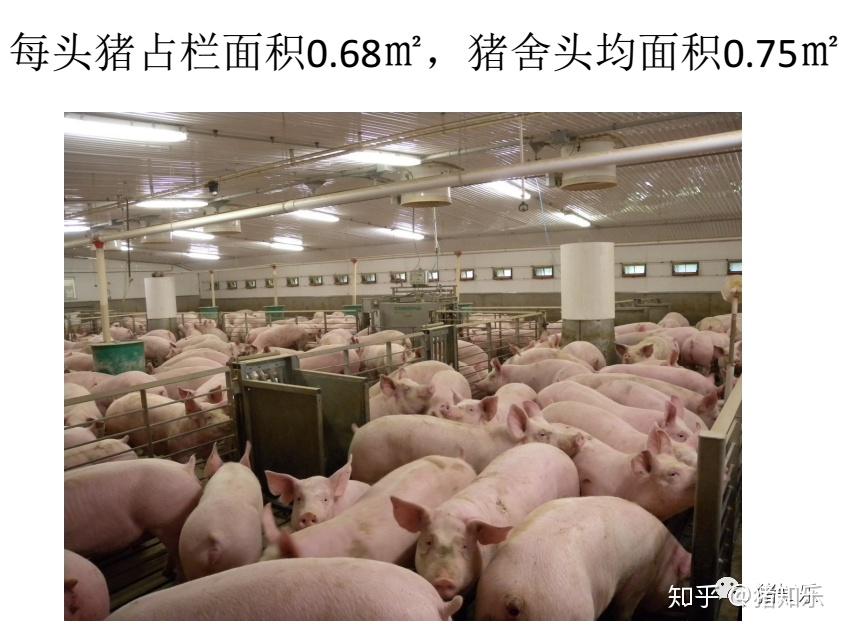 参观学习美国现代化高效养猪场（图文）—猪知乐整理 - 知乎