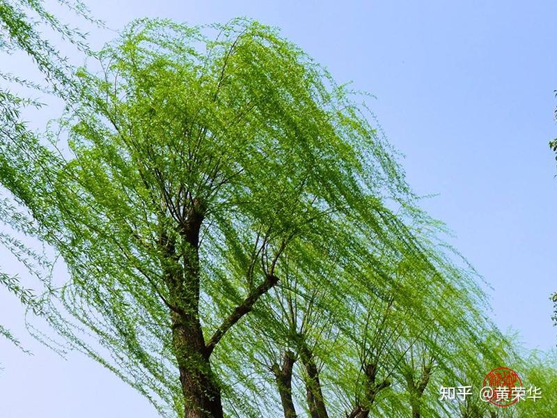 柳绿:流淌在诗词里的东方春意 - 知乎