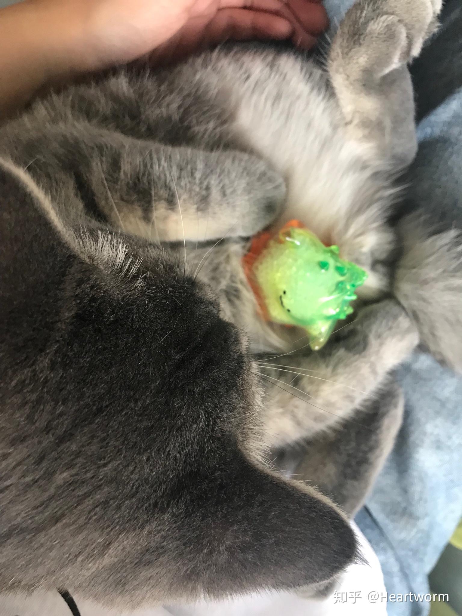 拥有一只不常见品种的猫是怎么样的体验