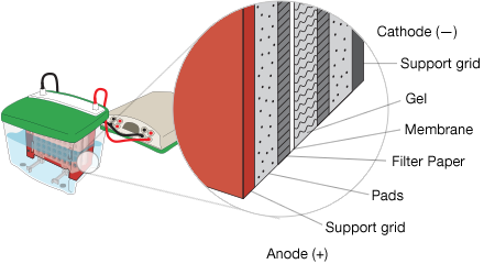 western blotting技术之转膜