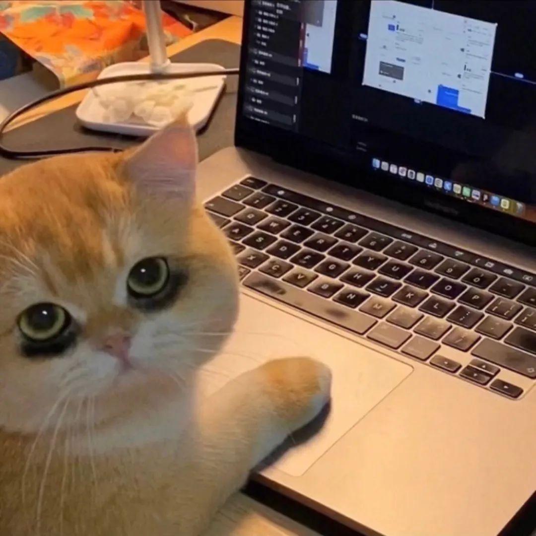 关于猫猫玩电脑的微信头像有哪些?