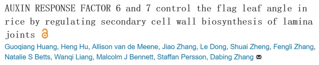 Plant Cell | 上海交通大学张大兵团队阐明生长素在调控水稻旗叶夹角中的作用机制 - 知乎