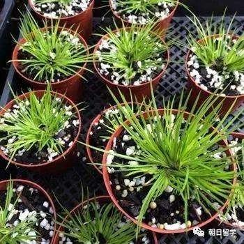 【日本风俗介绍】日本男孩节—“子供の日” - 知乎