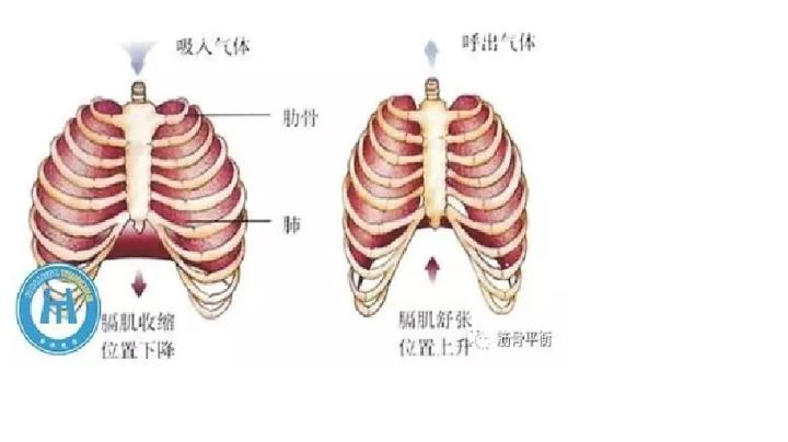 膈肌,你让他运动了吗? - 知乎