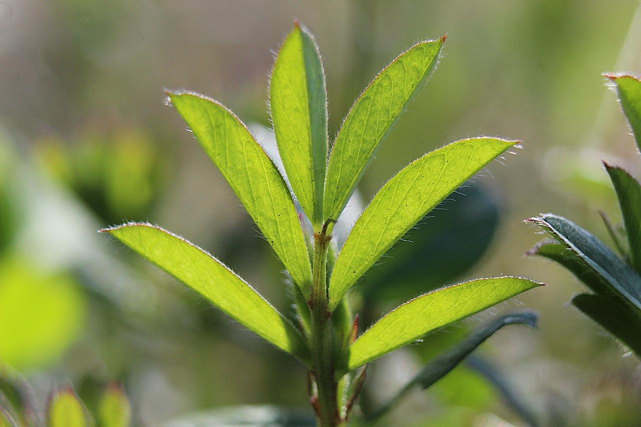 2. 水竹分类特点