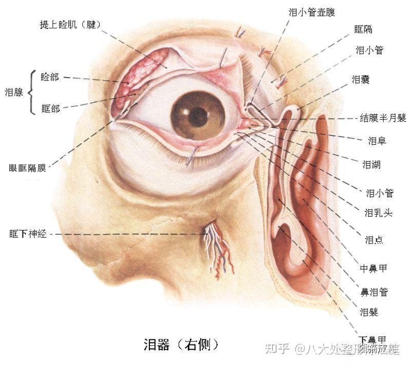 眼睛结构介绍图简单图片