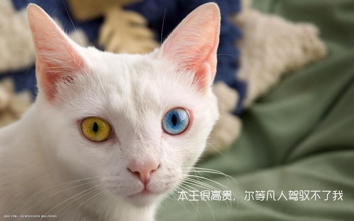 今夜我们来撸泰国曼尼猫