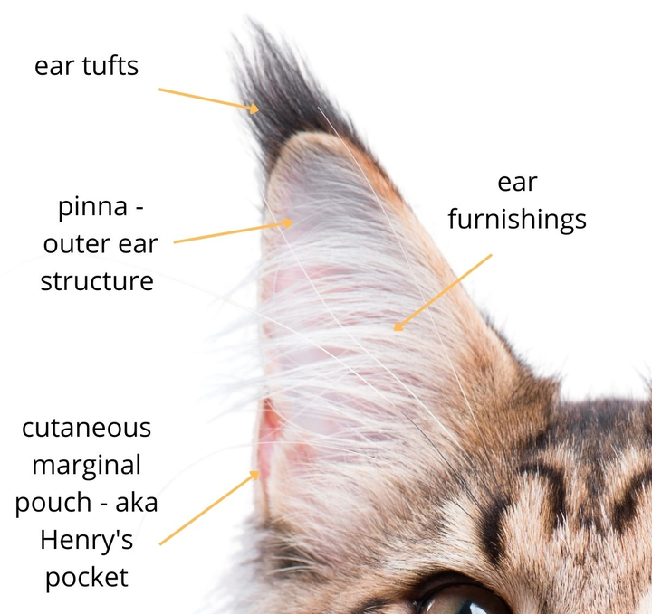 同样是猫科,为什么猫的耳朵是尖的,老虎的耳朵却是圆的?