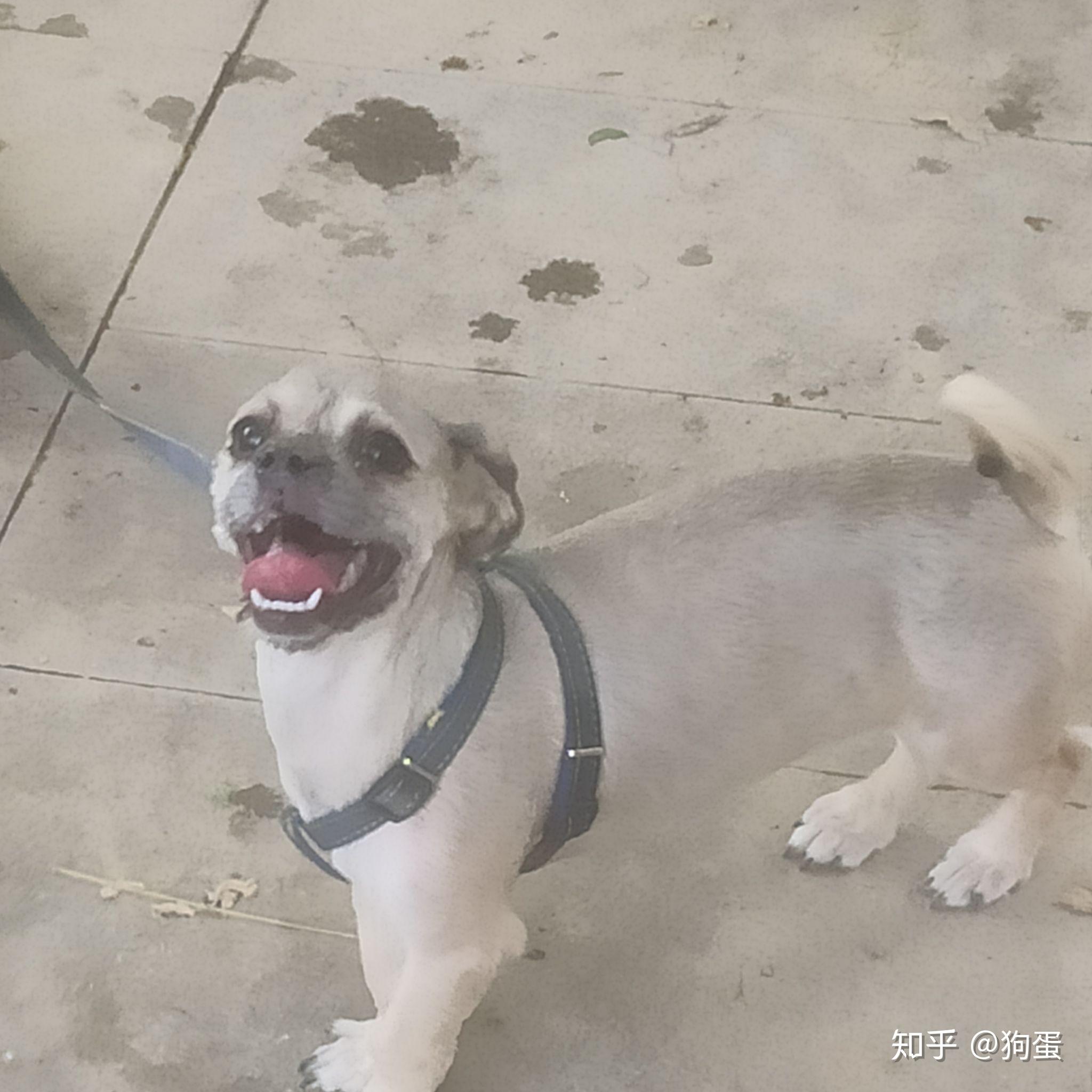 八哥和泰迪的串串长什么样在线等急