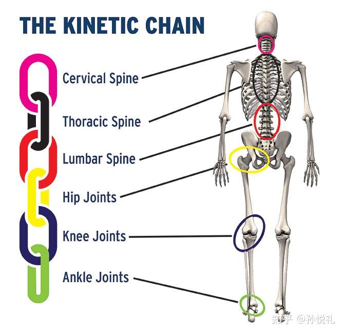 男生健身应该着重锻炼哪些肌肉？