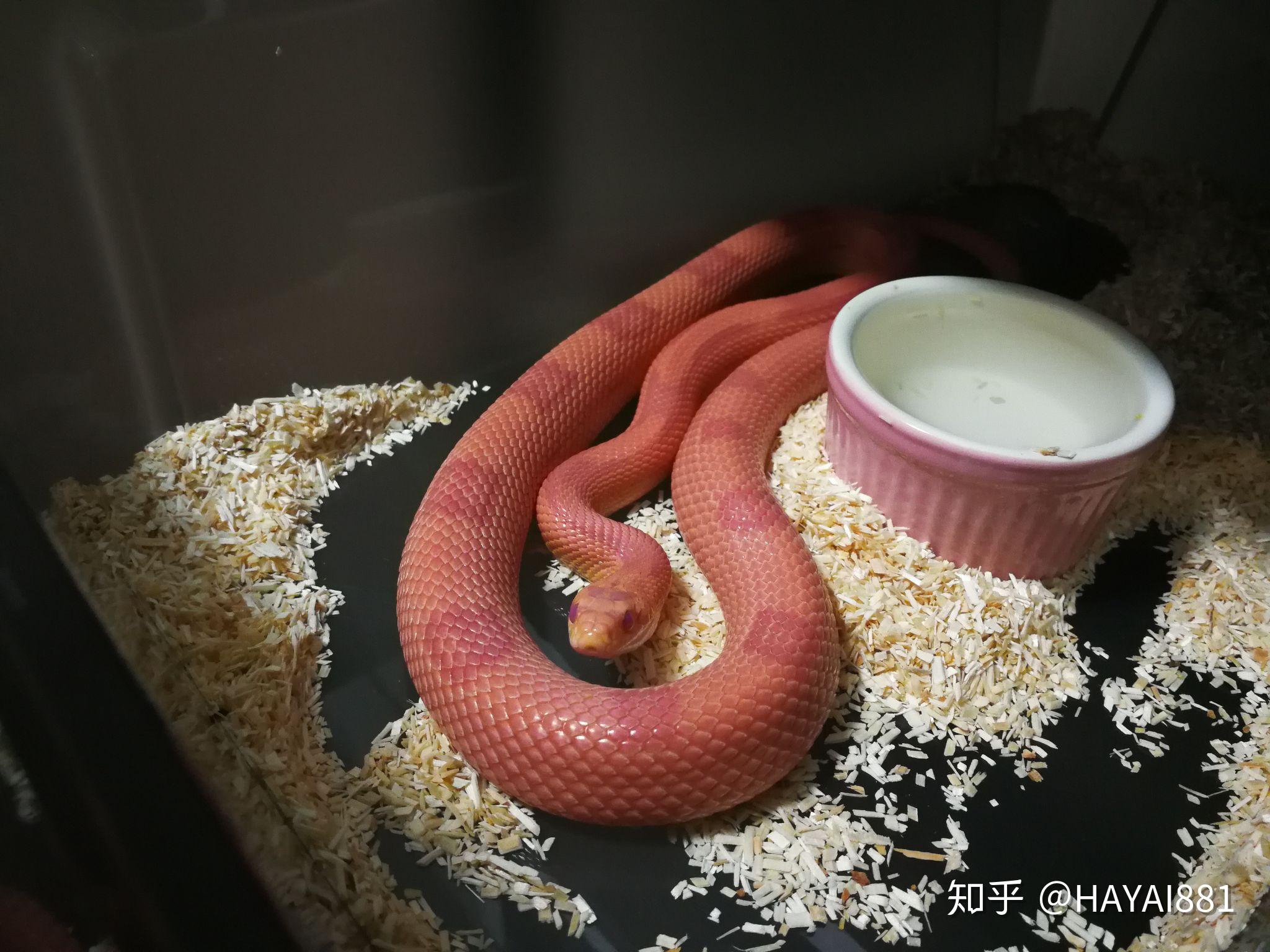 飼養玉米蛇是一種什麼體驗? - 知乎