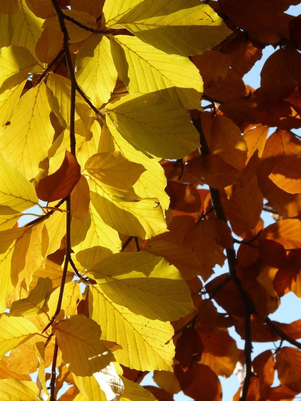 3. 樟子松等级标准