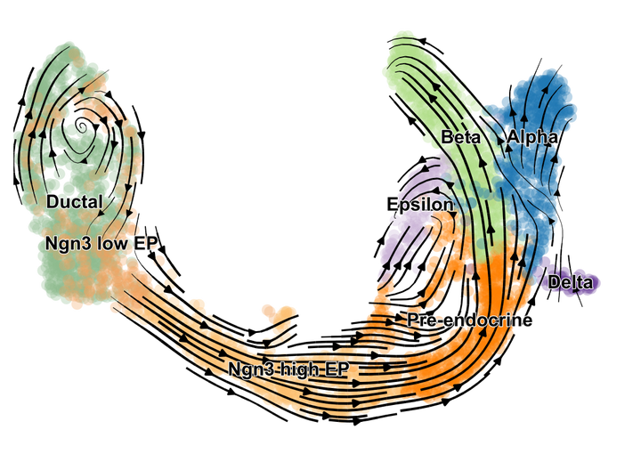 Velocyto scvelo rna velocity 