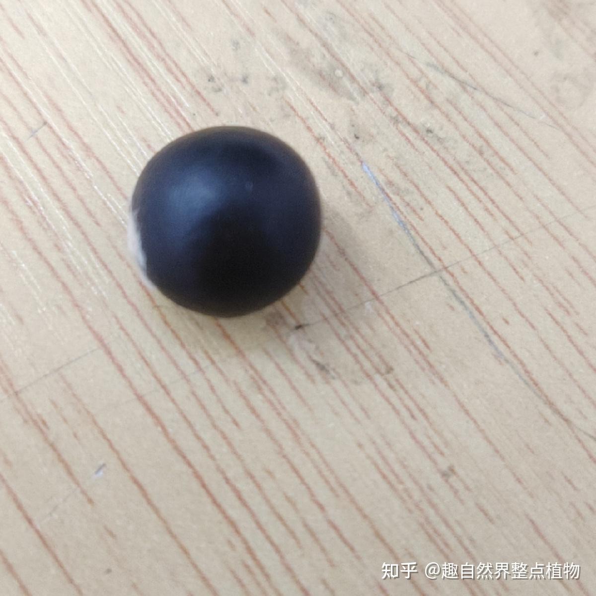 全缘叶栾树与无患子（树皮，树叶，果）形态的细节比对 - 知乎