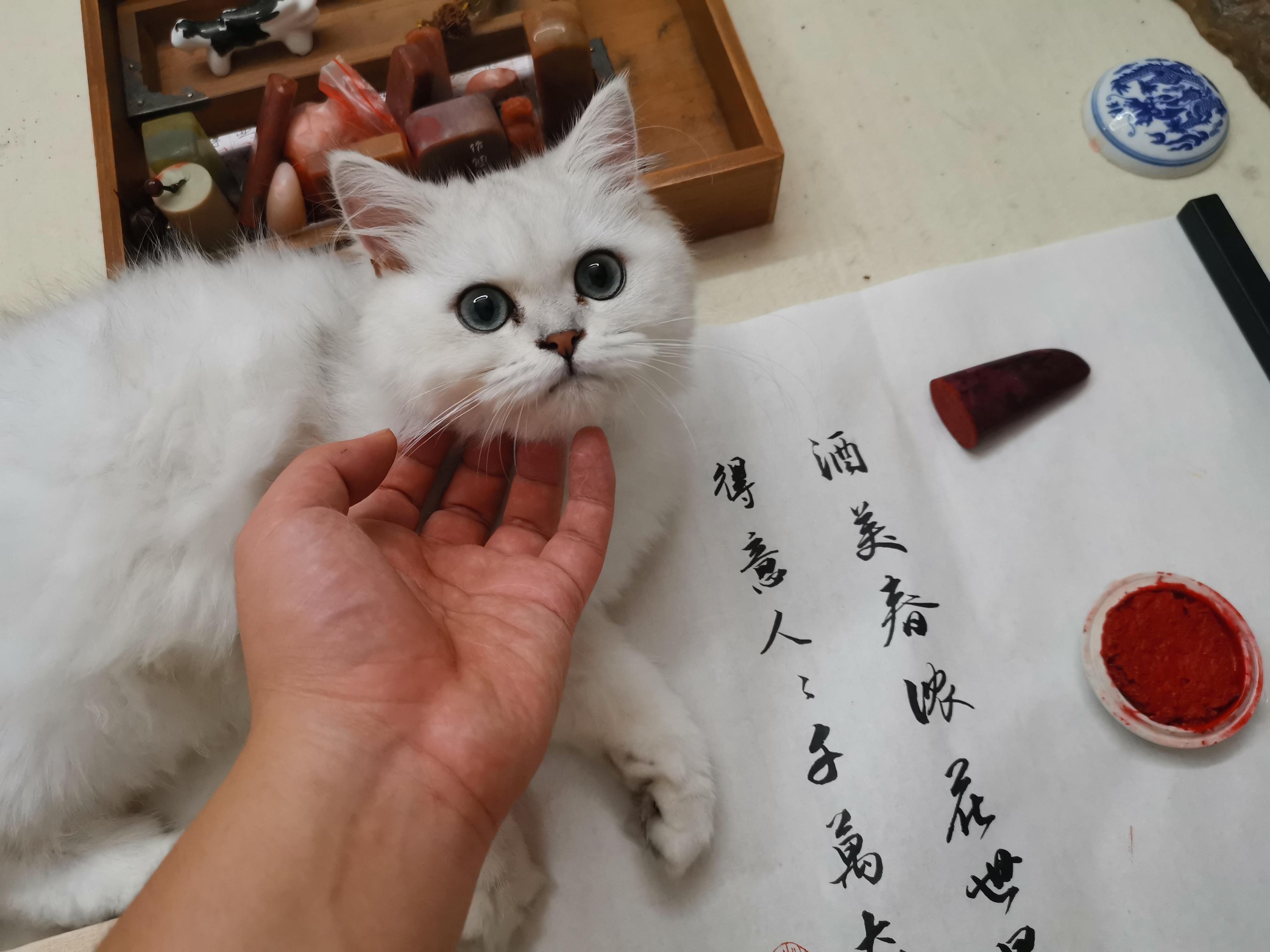 新手养猫前这5件大事,你一定要知道!养猫前请做好思想准备! - 知乎