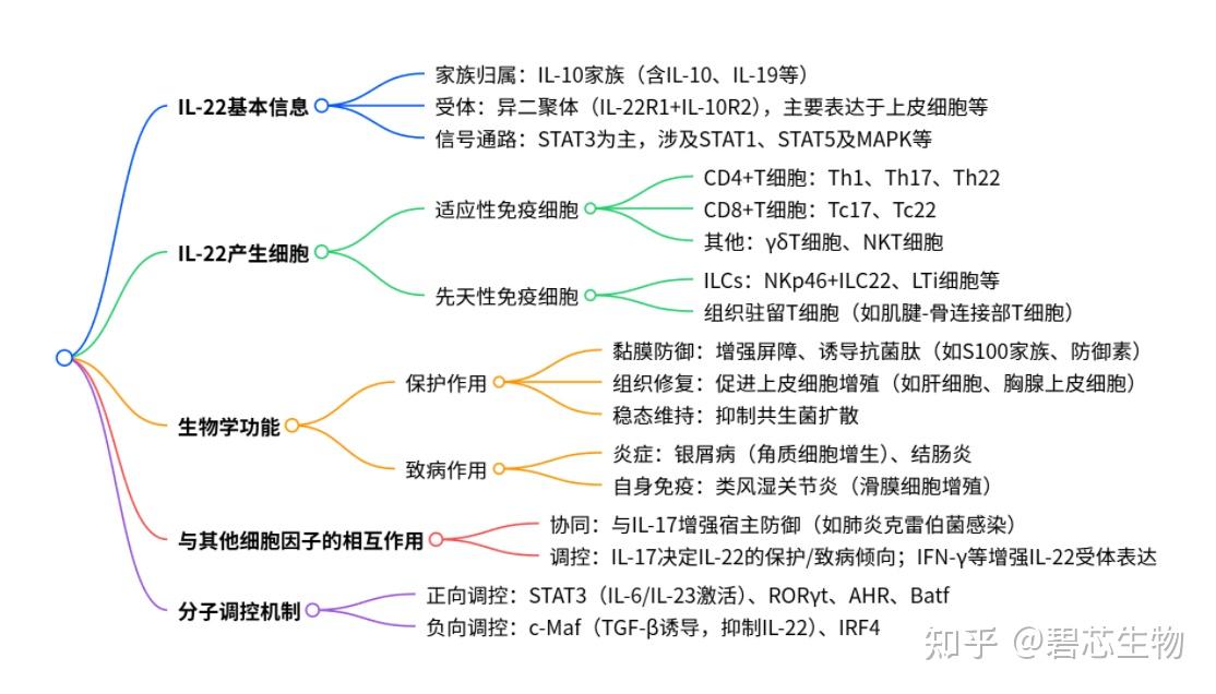 IL-22的功能IL-22功能及调控机制总结 - 知乎