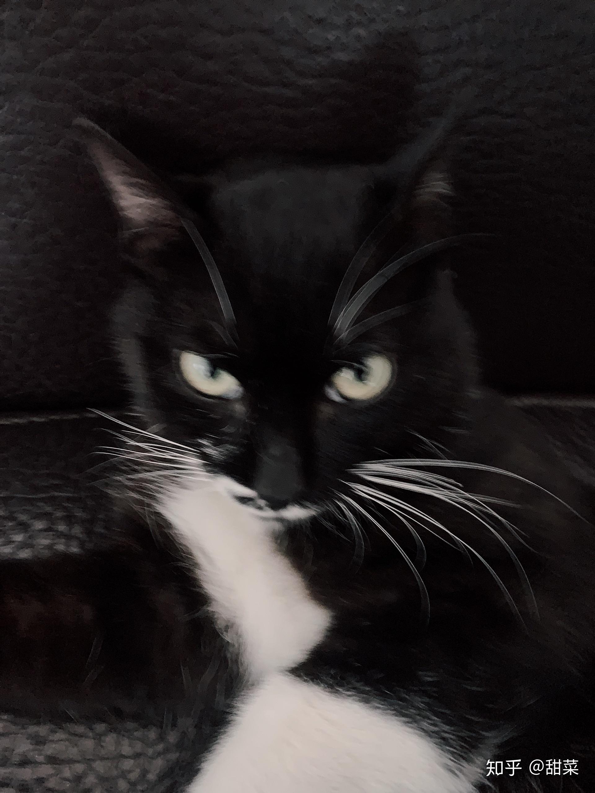 想养个猫猫高冷一点的有什么推荐的吗