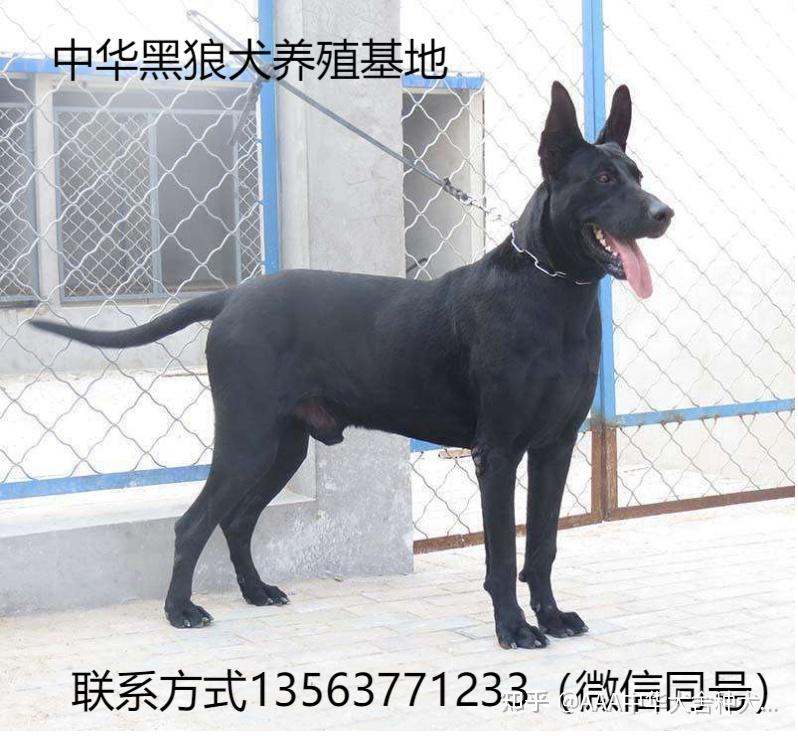 黑狼与东德牧羊犬杂交图片