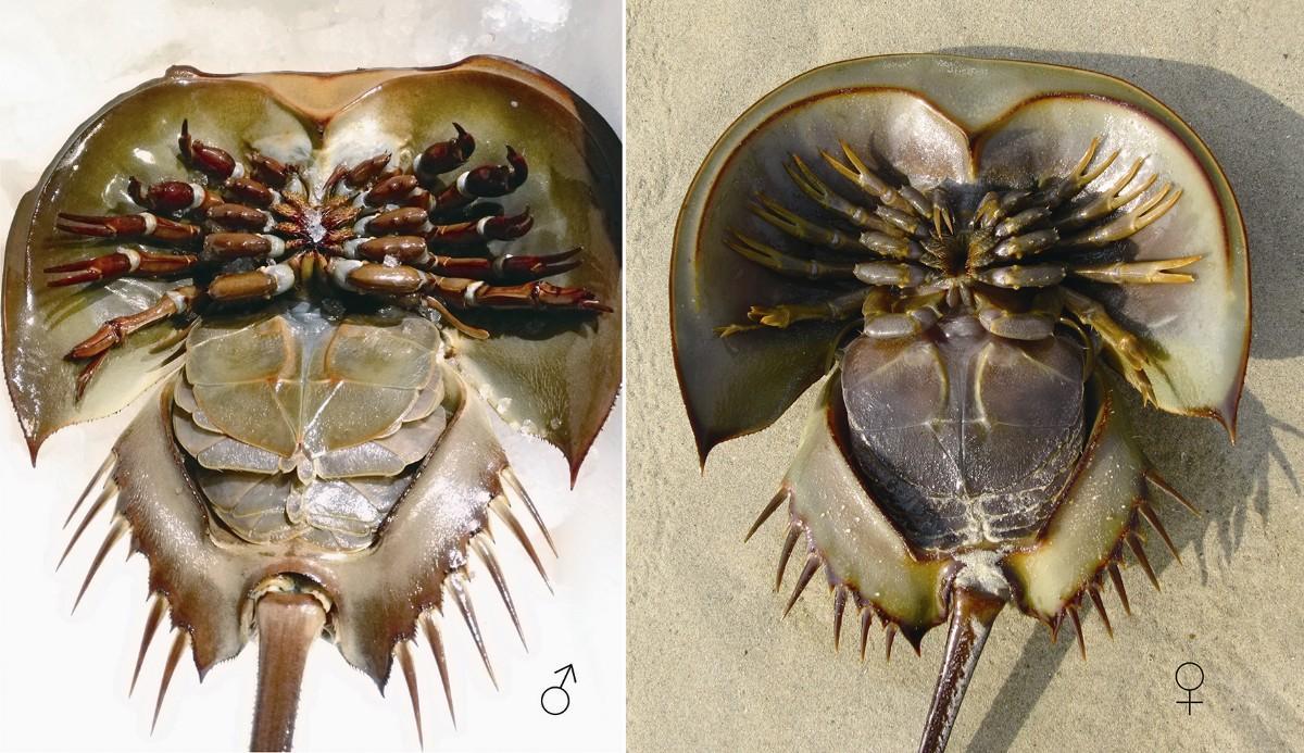 为什么运动能力更强的刺尾鲎亚目灭绝了与其生态位接近的鲎却没有灭绝