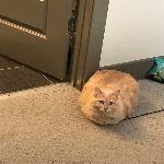 猫连续几个小时保持一个姿势趴坐着，他们手脚不麻吗？