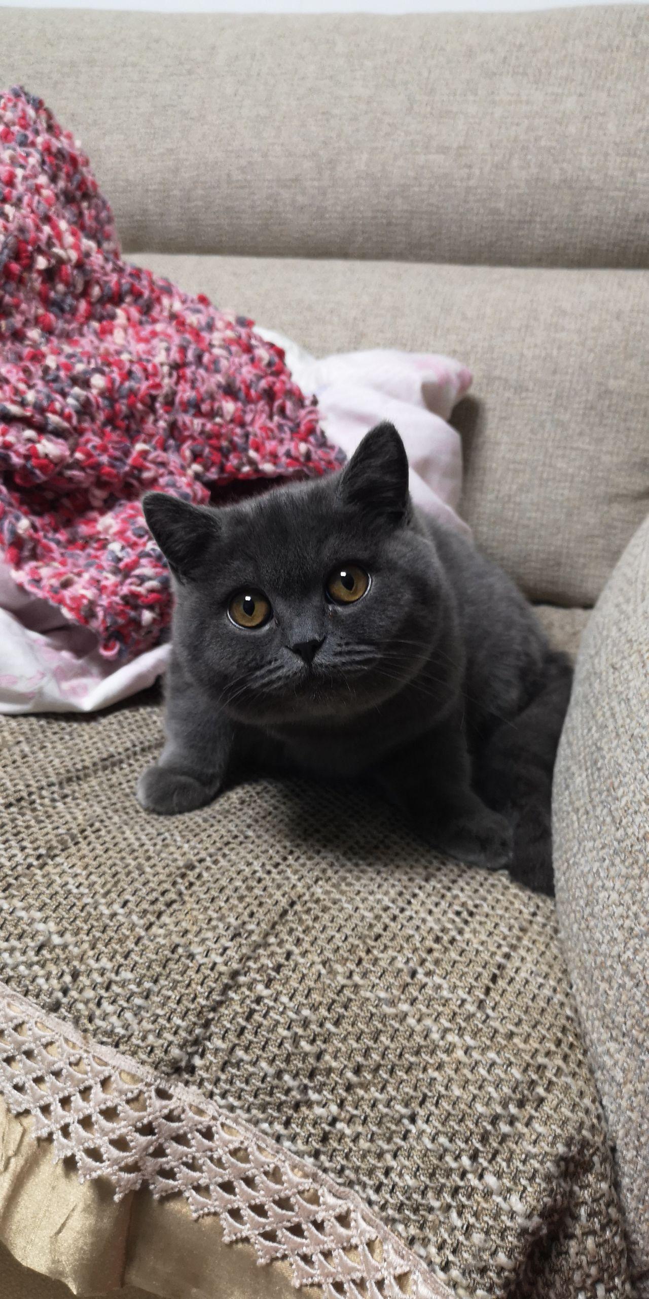 英短蓝猫吃什么猫粮比较好