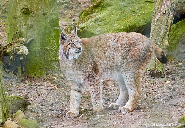 养一只猞猁或者山狸子是什么体验? - 知乎