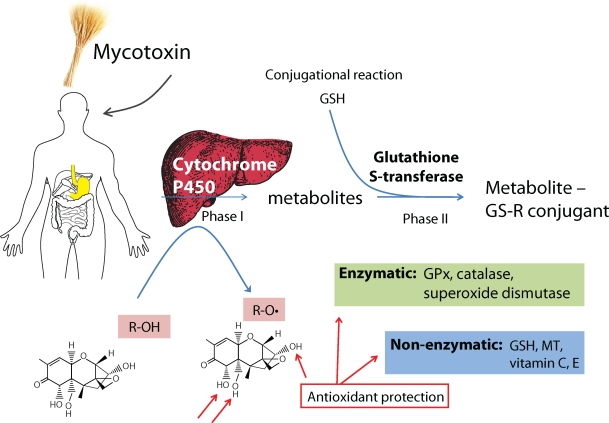 哈尔滨啤酒在香港检出呕吐毒素,厂商称产品符合内地相关法律法规,什么