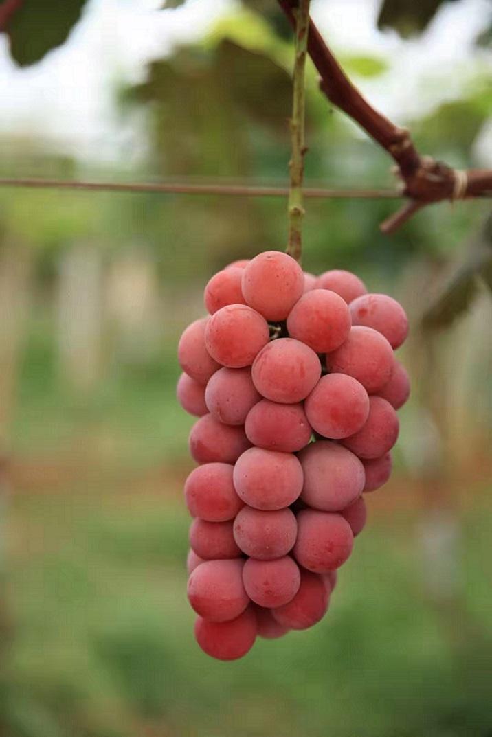 妮娜皇后女王葡萄简介