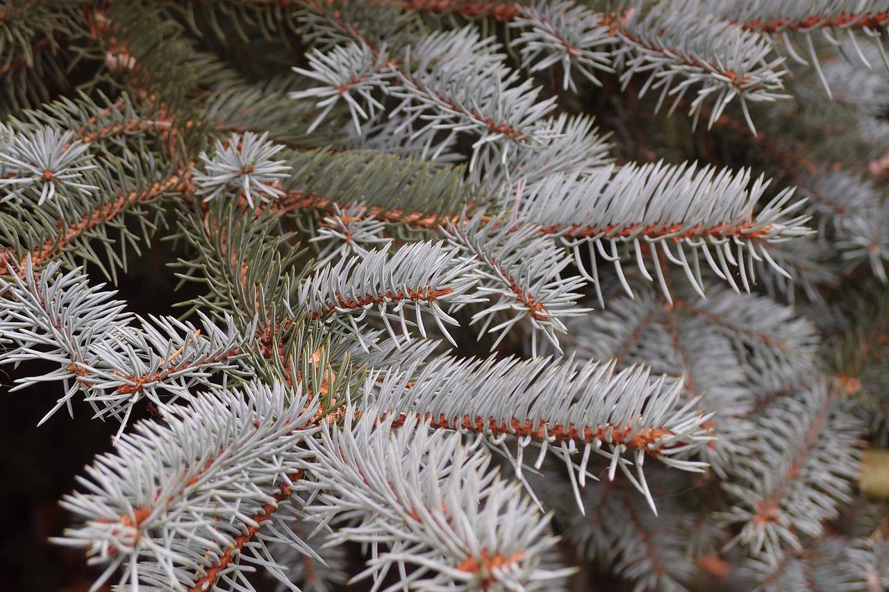 2. 云杉配套一览