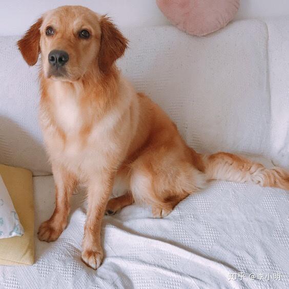 请问一下大家品相不好的金毛长大后长什么样? - 知乎