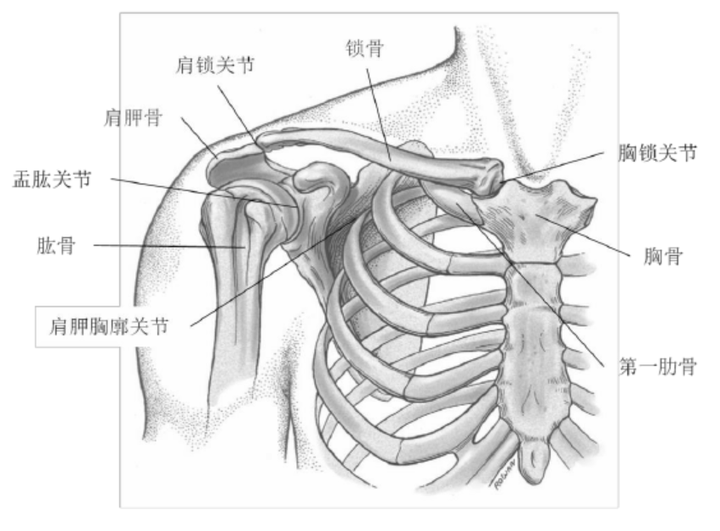 胸锁关节解剖图图片