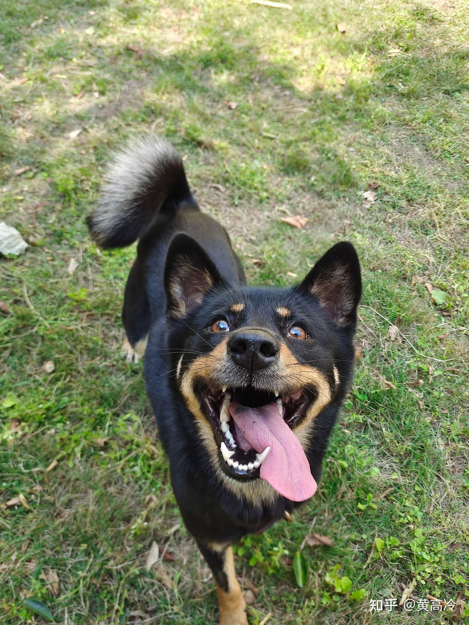 如何挑选四眼铁包金铁包银田园犬？ - 知乎