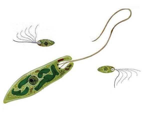 高中生物科普之单细胞生物绿眼虫