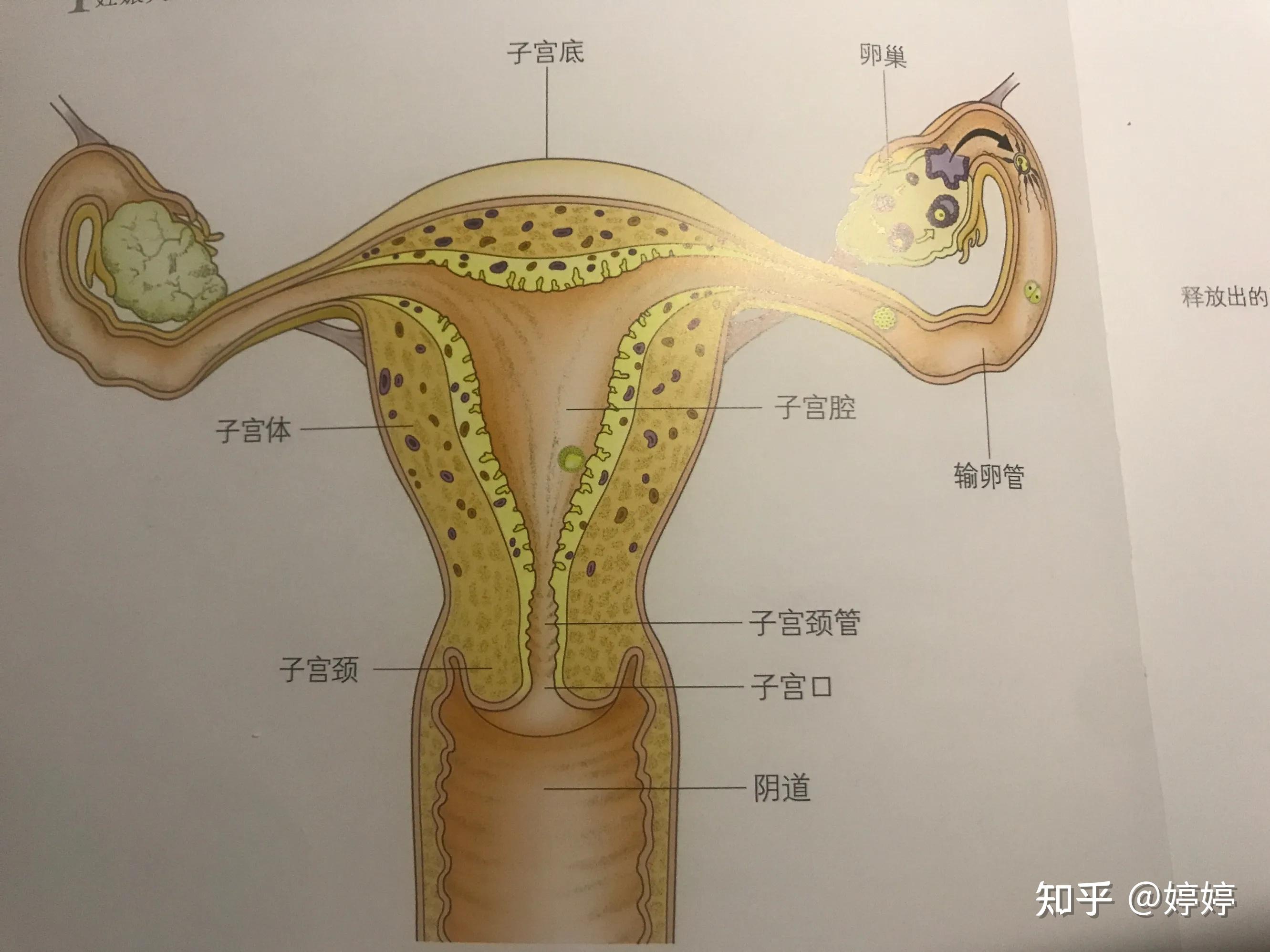 子宫底位置图图片