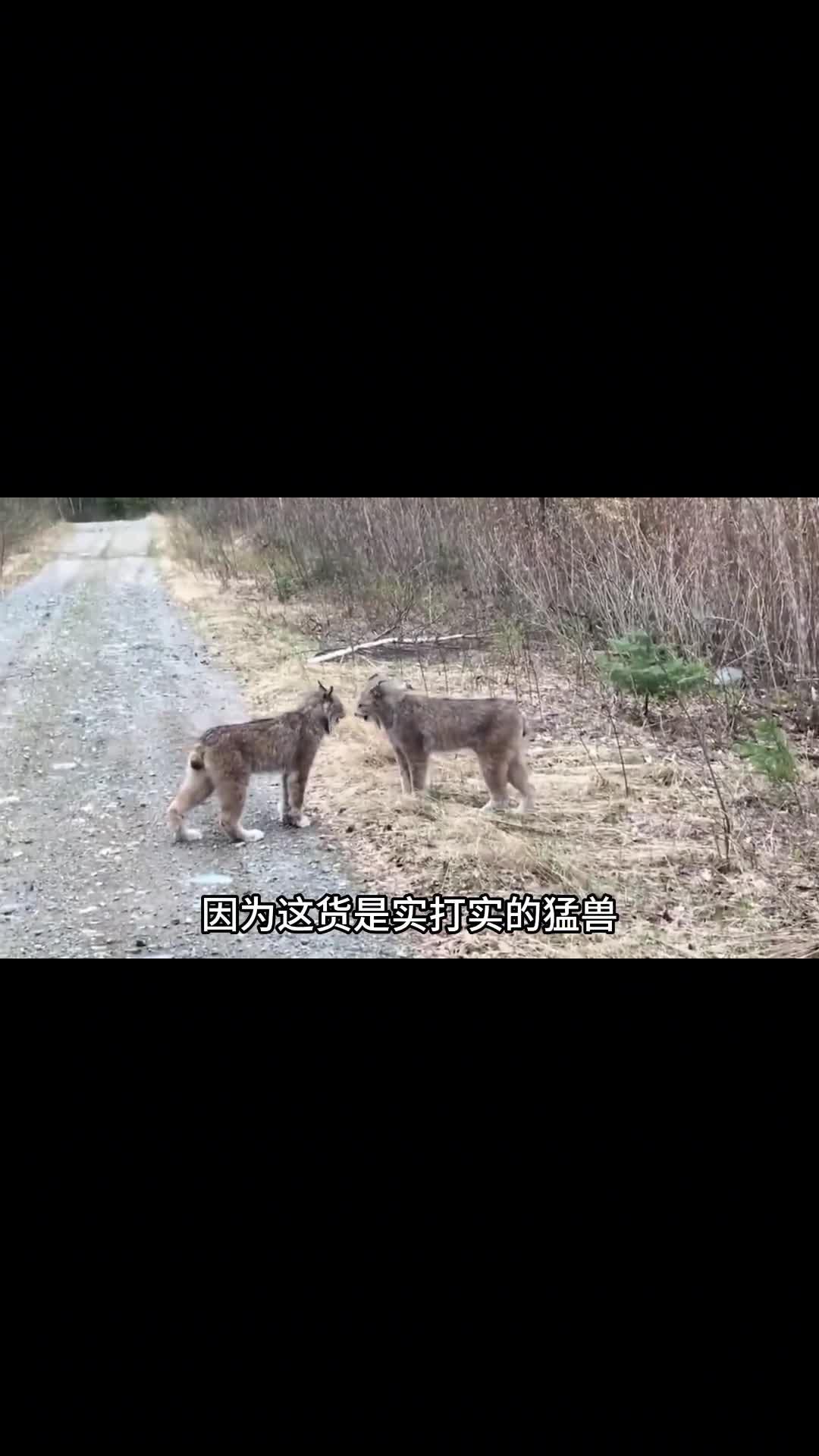 "萝莉小猫"猞猁,野外的屠狼机器,能凭一己之力覆灭整个狼群