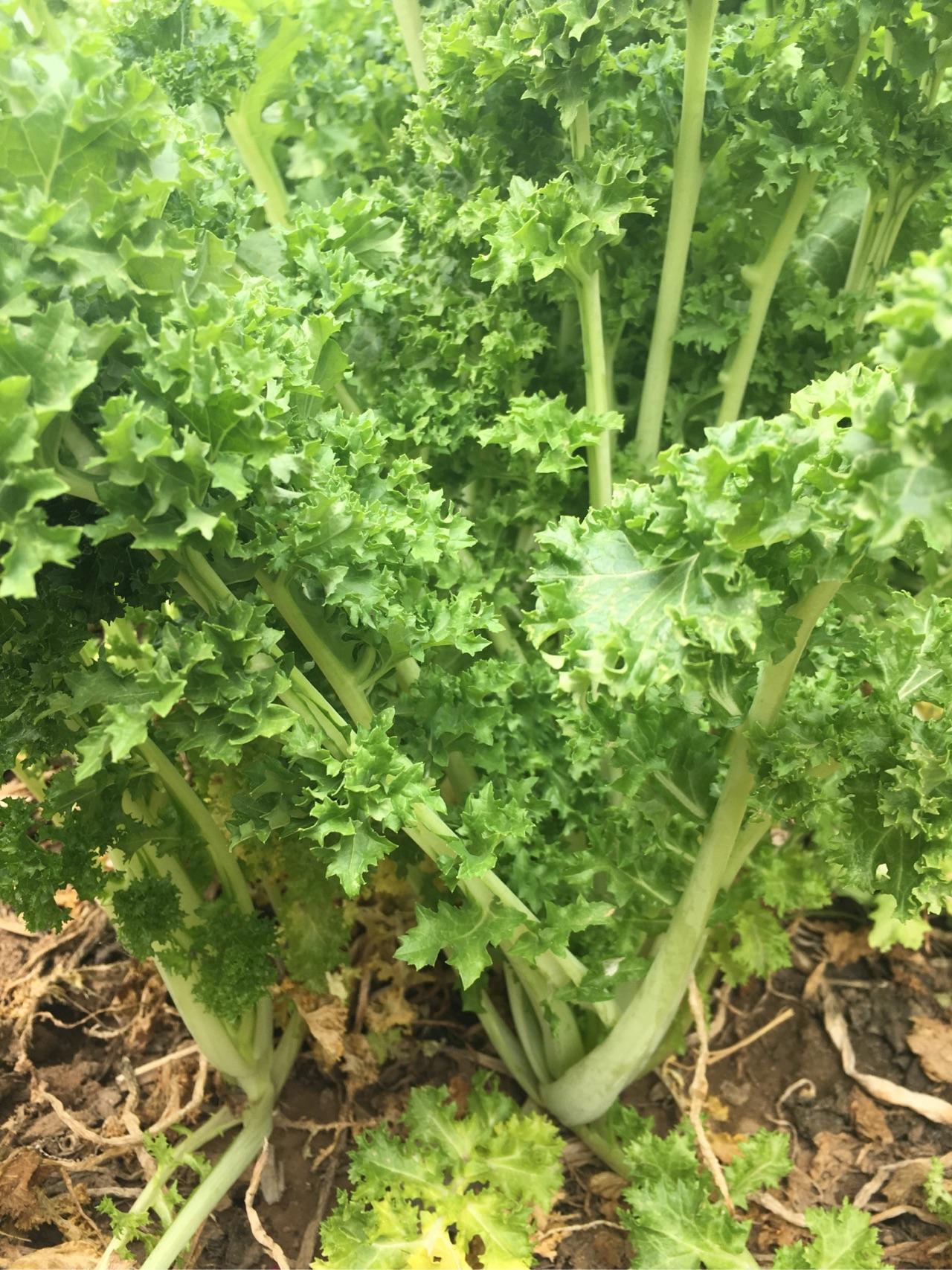 山东地区叫苔菜的一种蔬菜的学名