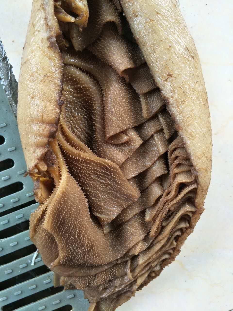 牛百叶怎么卖的贵吗? - 知乎