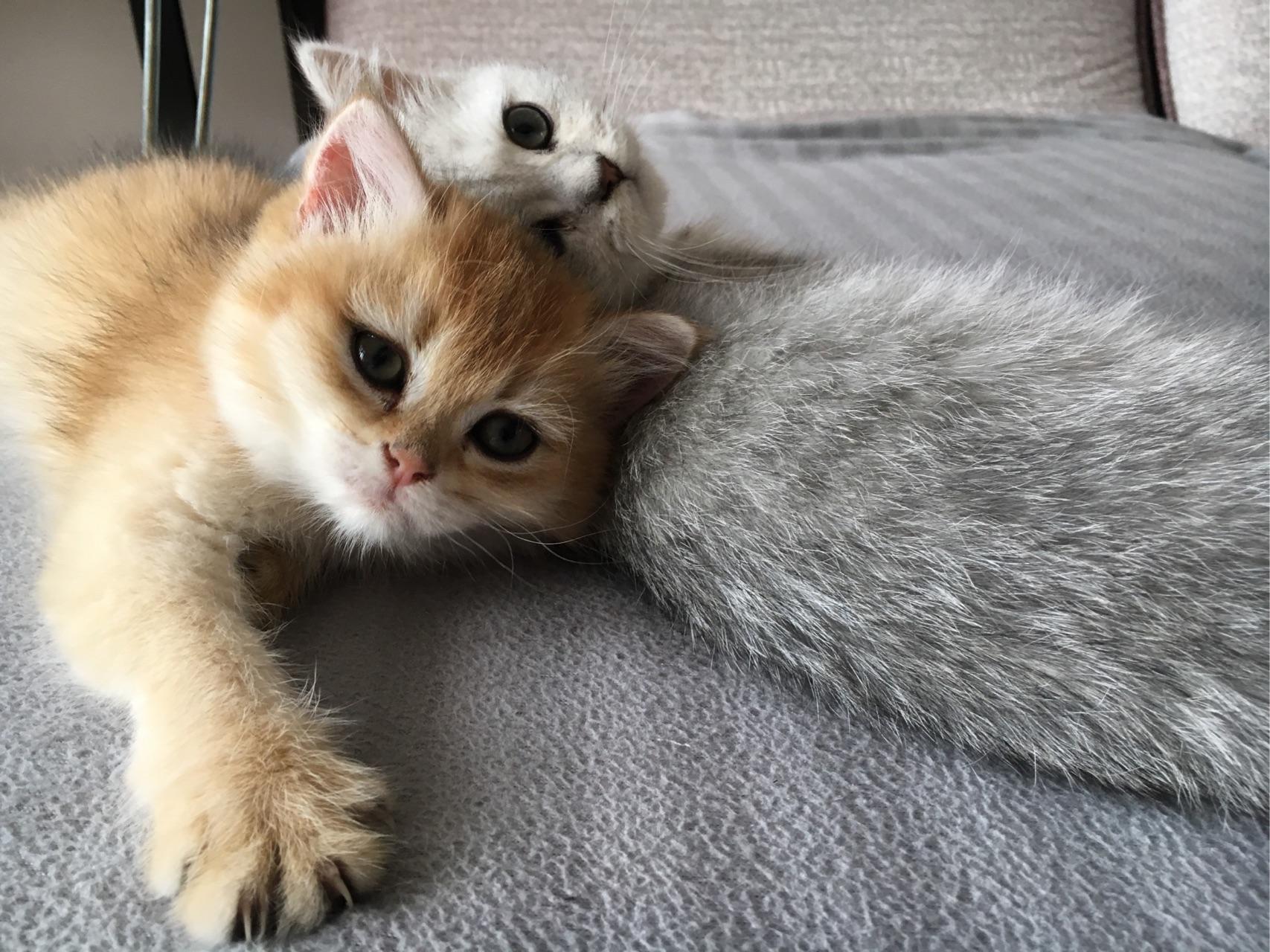 家里养猫还能做开放式厨房吗?如果做的话,需要注意哪些点? - 知乎