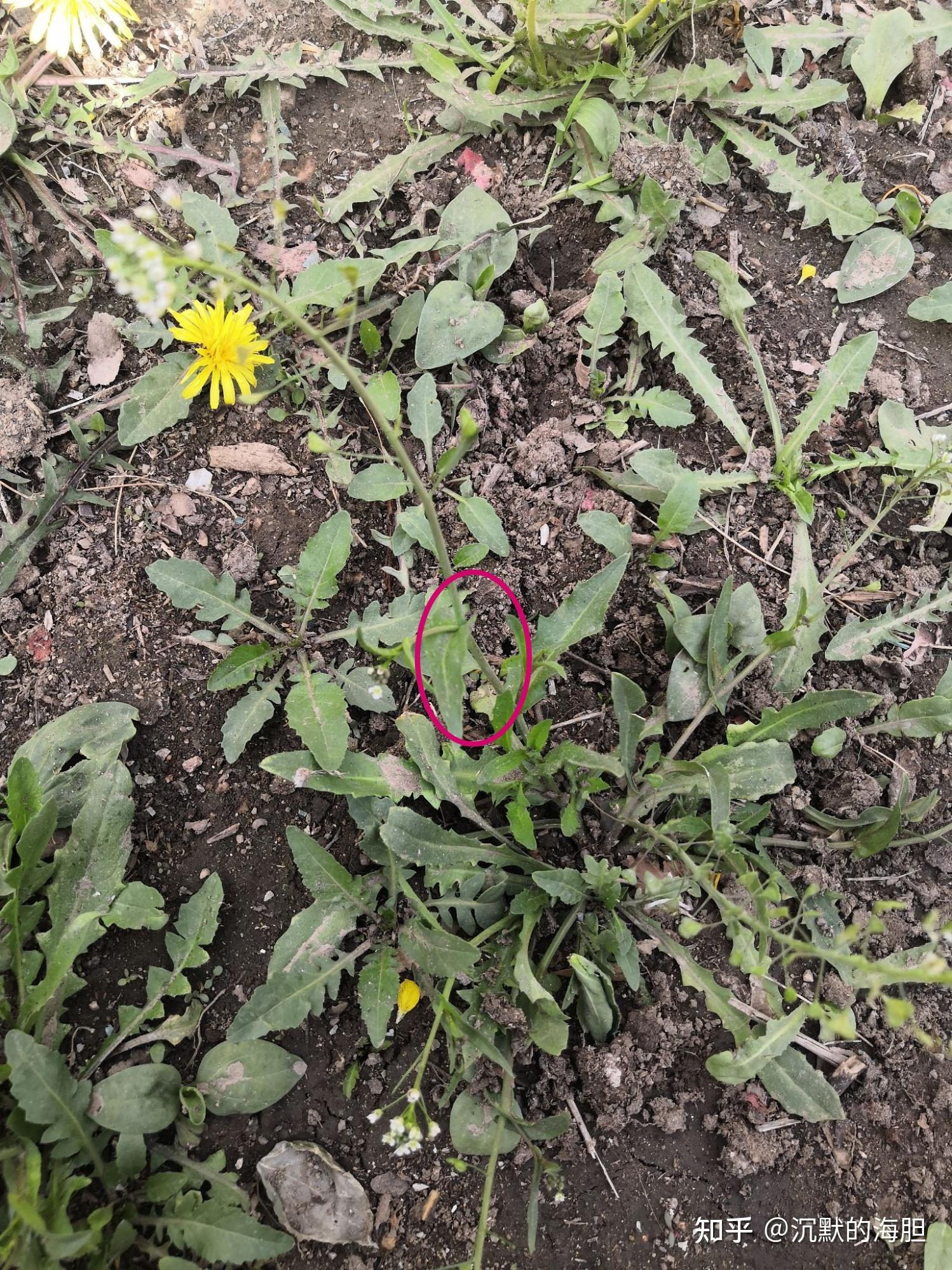 荠菜和蒲公英在开花前的显著形态区别有哪些?在采摘时该如何辨别?